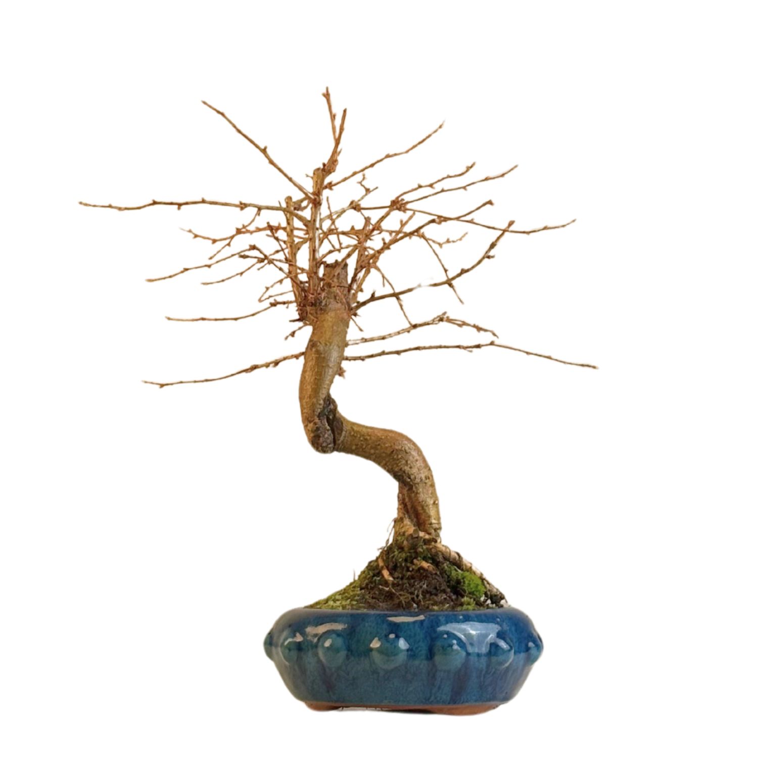 Pseudolarix Bonsai (Gold-Lärche) 20 cm topf