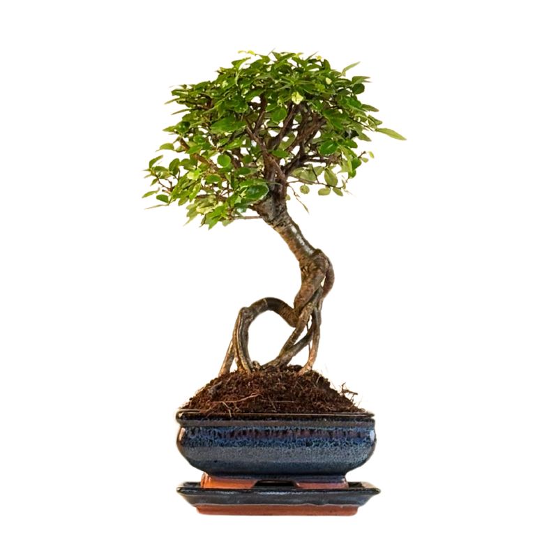 Chinese ulme Keramik Blumentopf P15