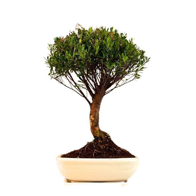 Syzygium Bonsai P20