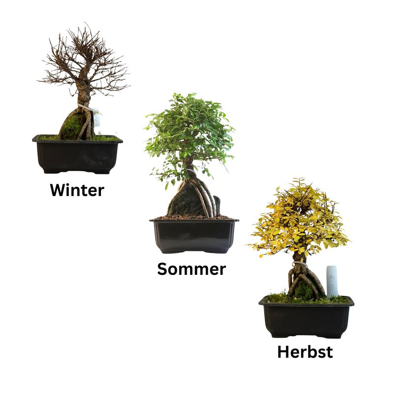Ulmus parvifolia (Chinesische Ulme) Bonsai auf dem Felsen P18