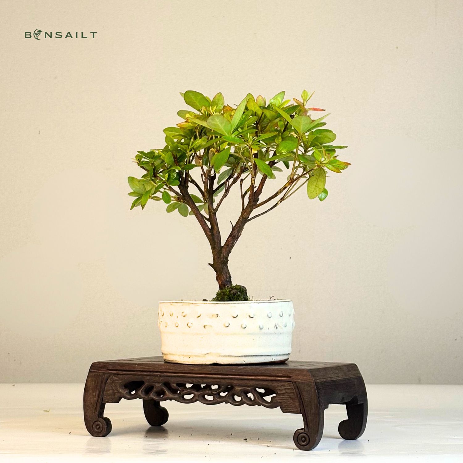grow a bonsai tree from seed Easy Mini Bonsai Tree Seed Kit - Plant Gifts main image 0