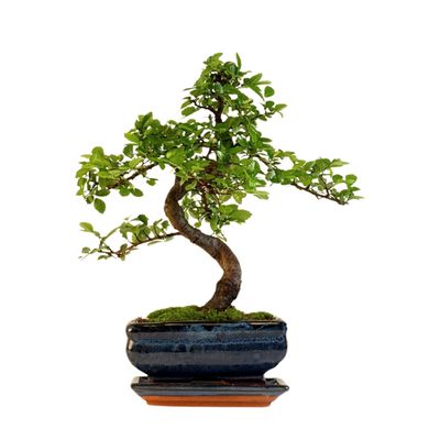 Chinesische Ulme Bonsai – Ulmus parvifolia – Indoor & Outdoor Zimmerbonsai im Topf – Pflegeleicht, dekorativer Bonsai-Baum P15 S Chinesische Ulme Bonsai – Ulmus parvifolia – Indoor & Outdoor Zimmerbonsai im Topf – Pflegeleicht, dekorativer Bonsai-Baum P15 S