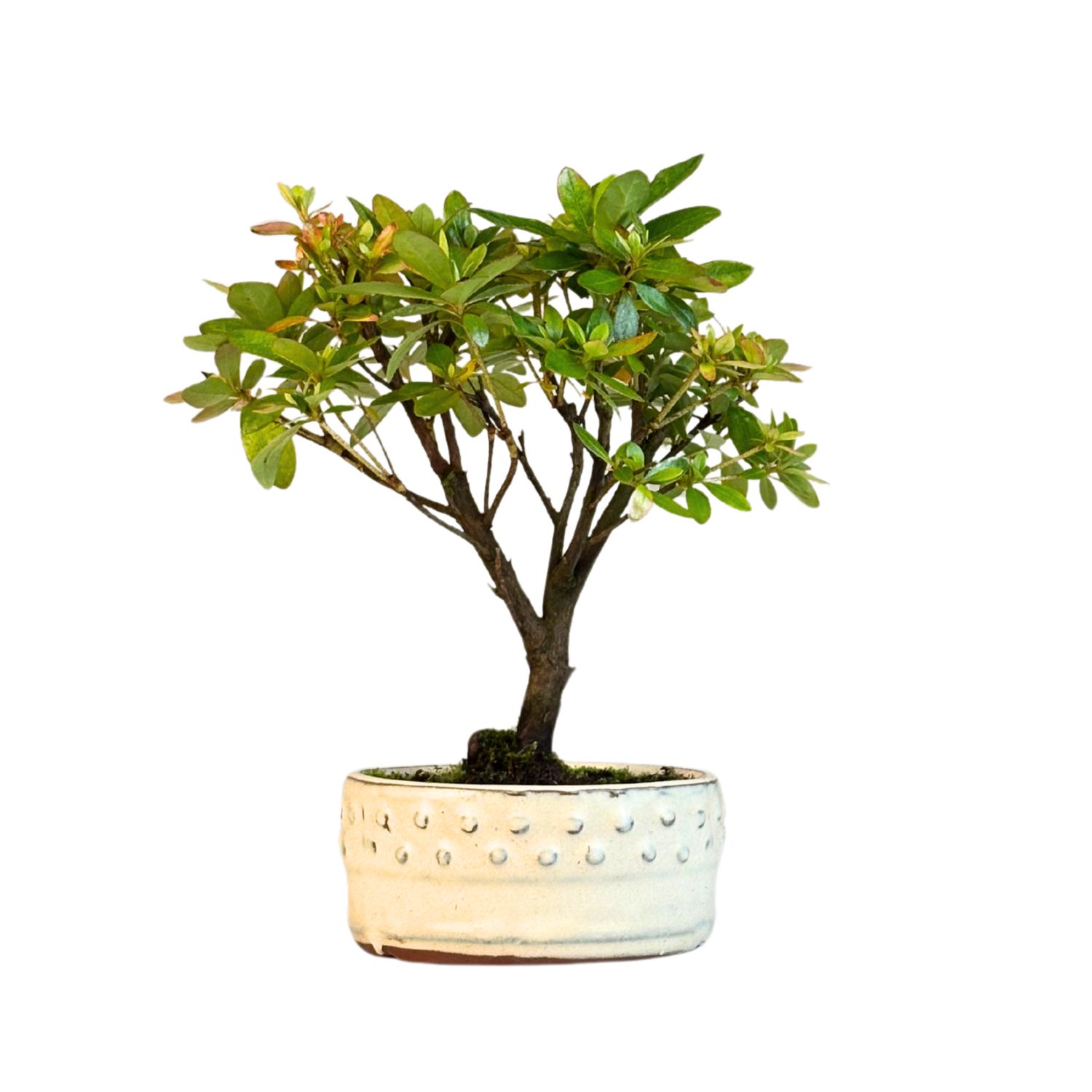 Rhododendron bonsai Azalee - Rhododendron indicum P12