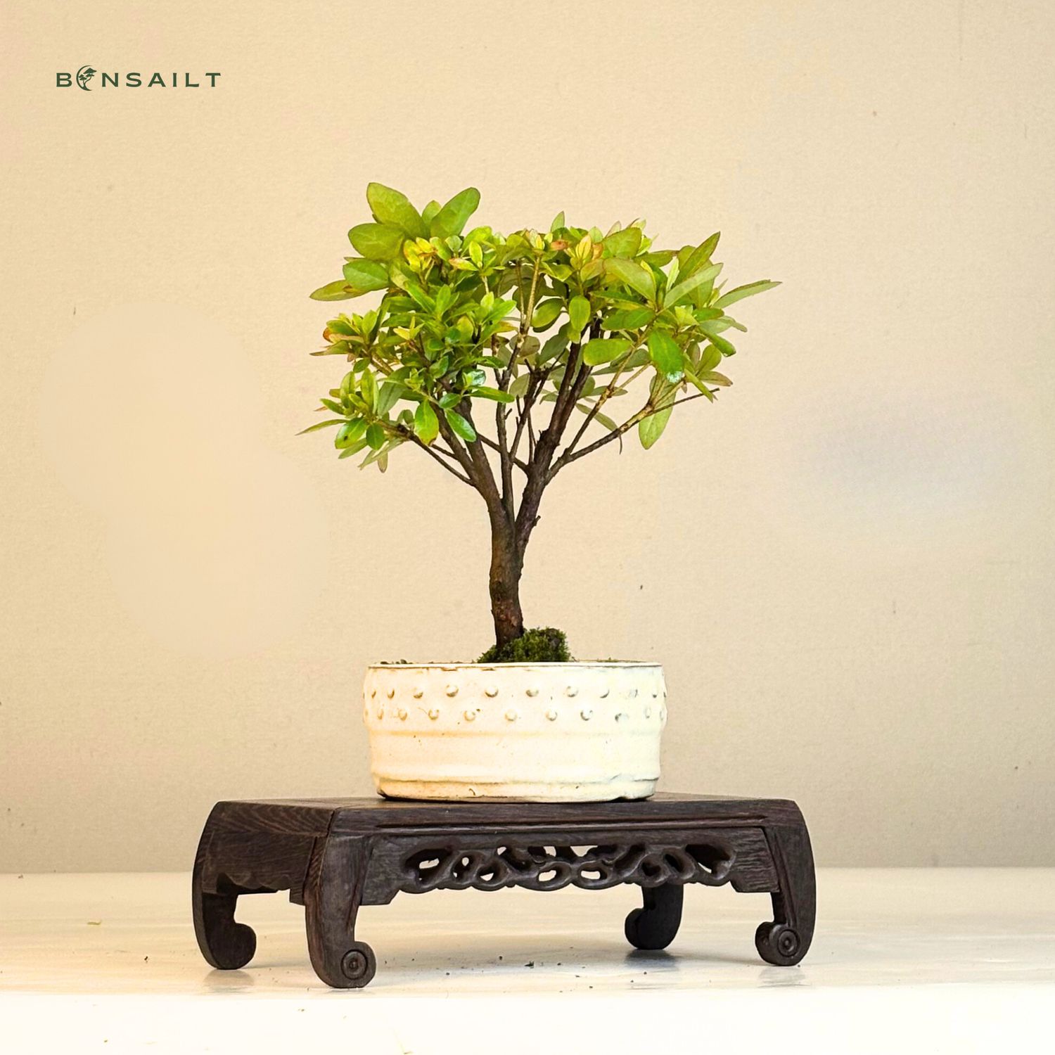 heimischer efeu Gemeiner Efeu (Hedera helix) | 100-125 cm im Topf