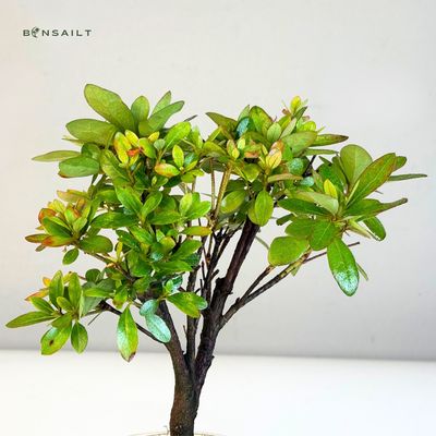glanzmispel hecke höhe Glanzmispelhecke kaufen | Photinia fraseri 'Red Robin'