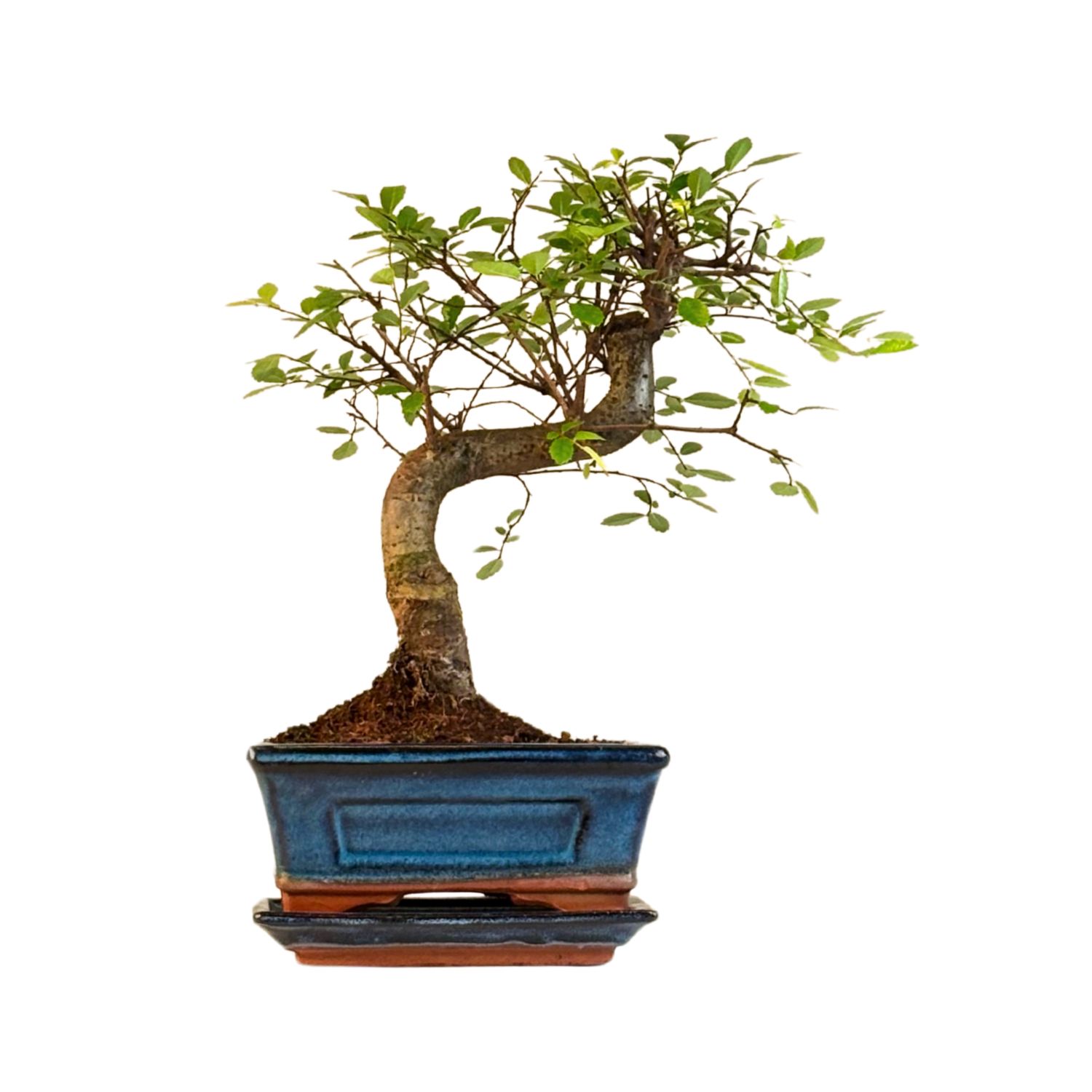 Chinesische Ulme Bonsai P15 S