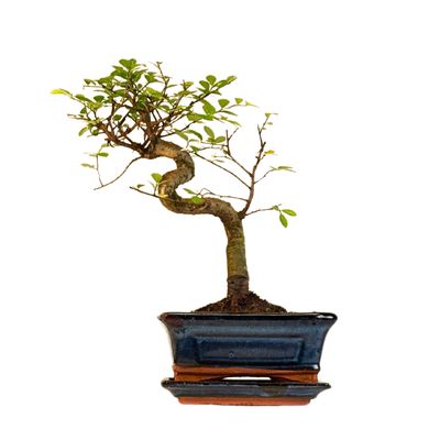 Chinesische Ulme Bonsai P15 S Chinesische Ulme Bonsai P15 S