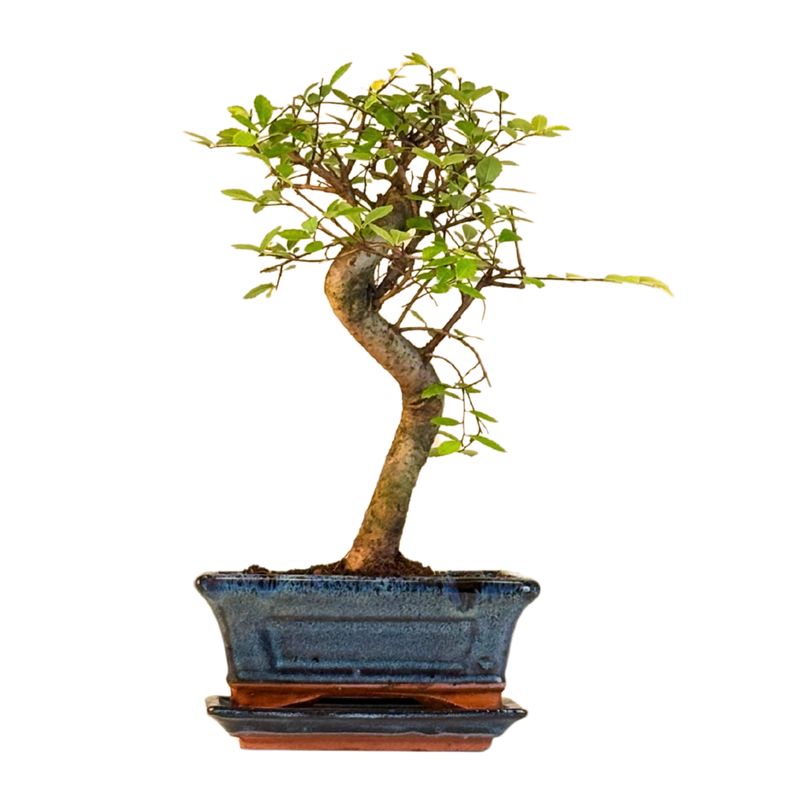 Chinesische Ulme Bonsai P15 S
