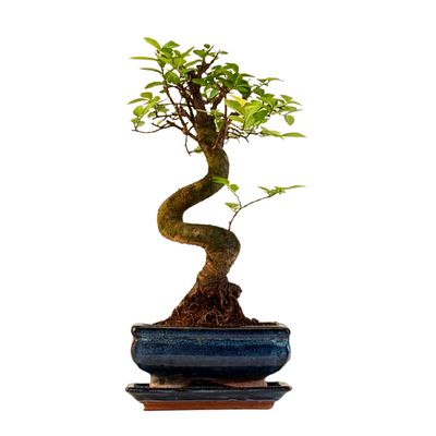 Chinesische Ulme Bonsai P15 S Chinesische Ulme Bonsai P15 S