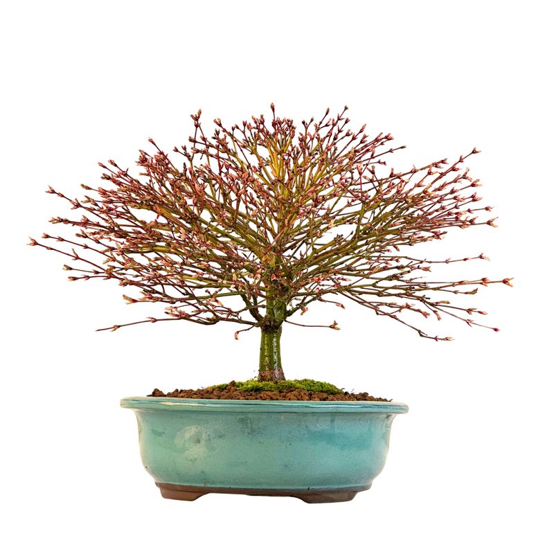 Bonsai Fächerahorn (Kiyohime) Japanese maple Bonsai Fächerahorn (Kiyohime) Japanese maple