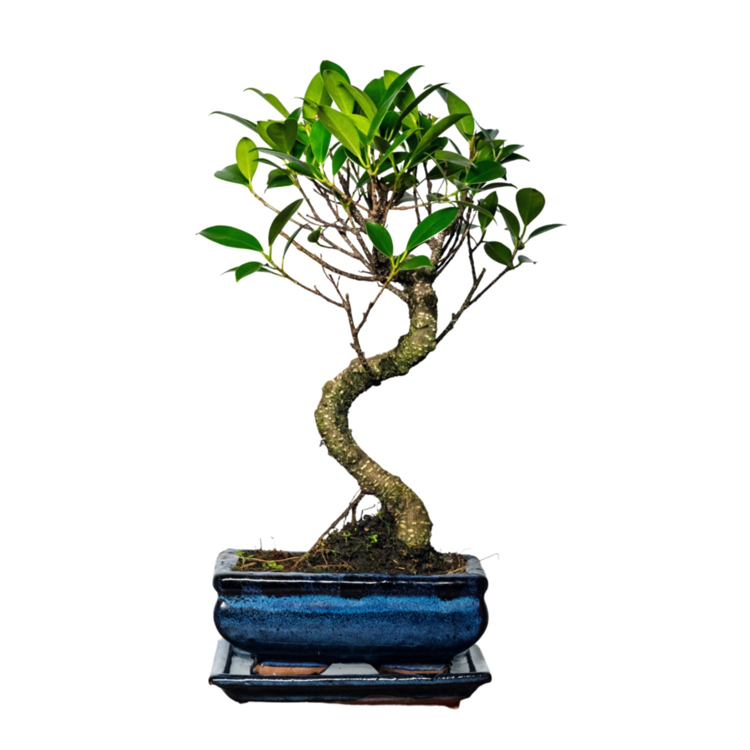 Ficus Bonsai P15 S