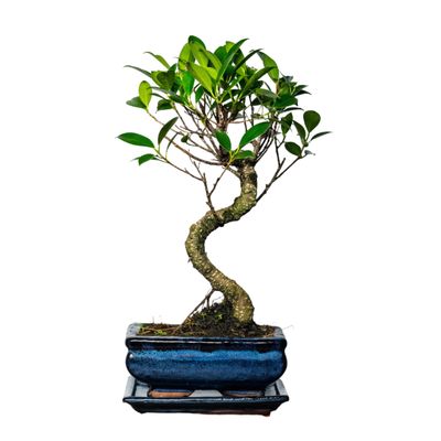 Ficus Bonsai P15 S