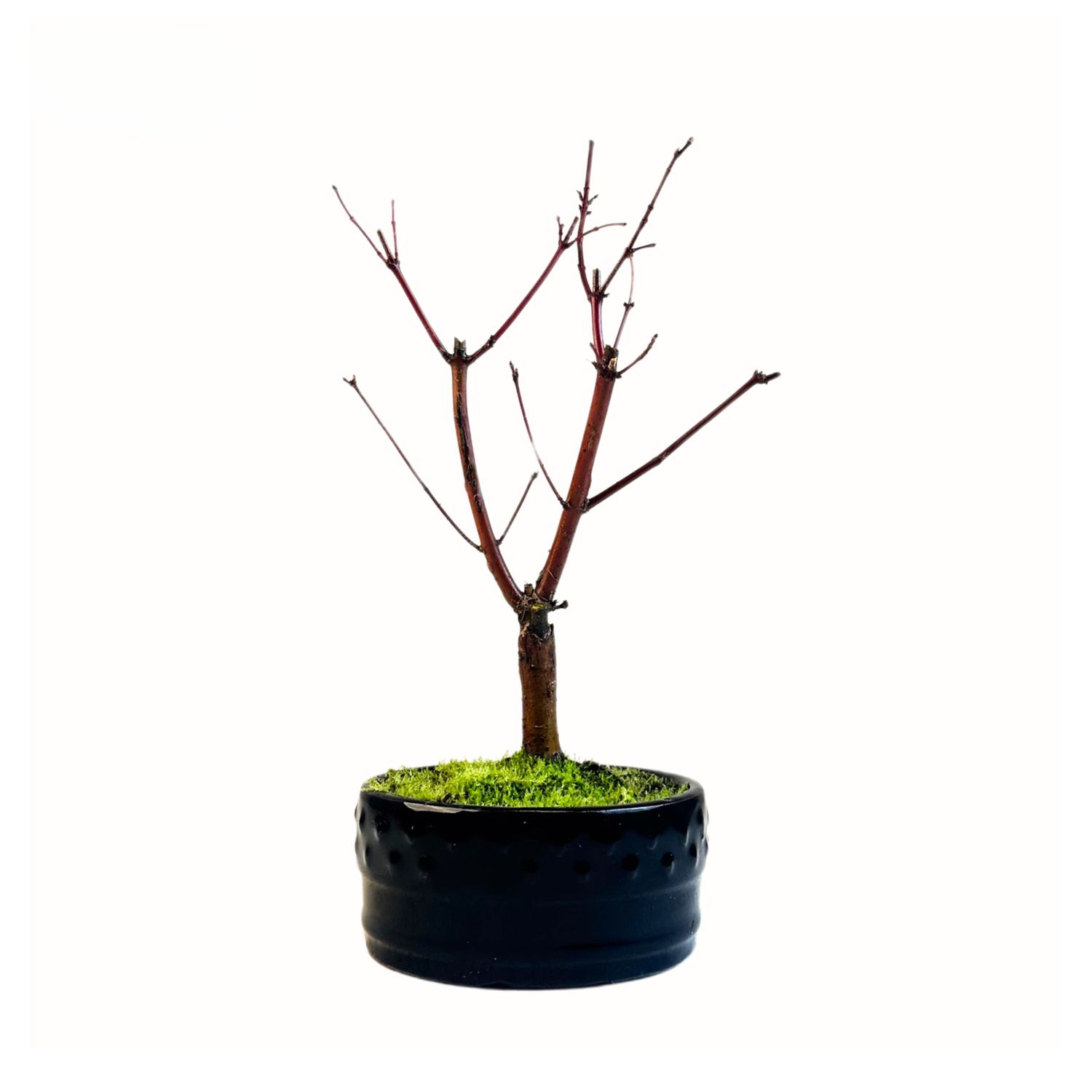 Ahorne Deshojo Bonsai- Acer Bonsai Baum P12