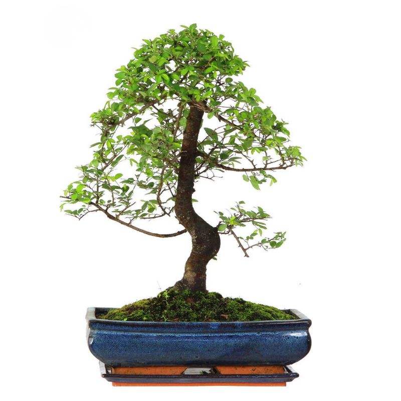 Chinesische Ulmus parvifolia Bonsai P30 S