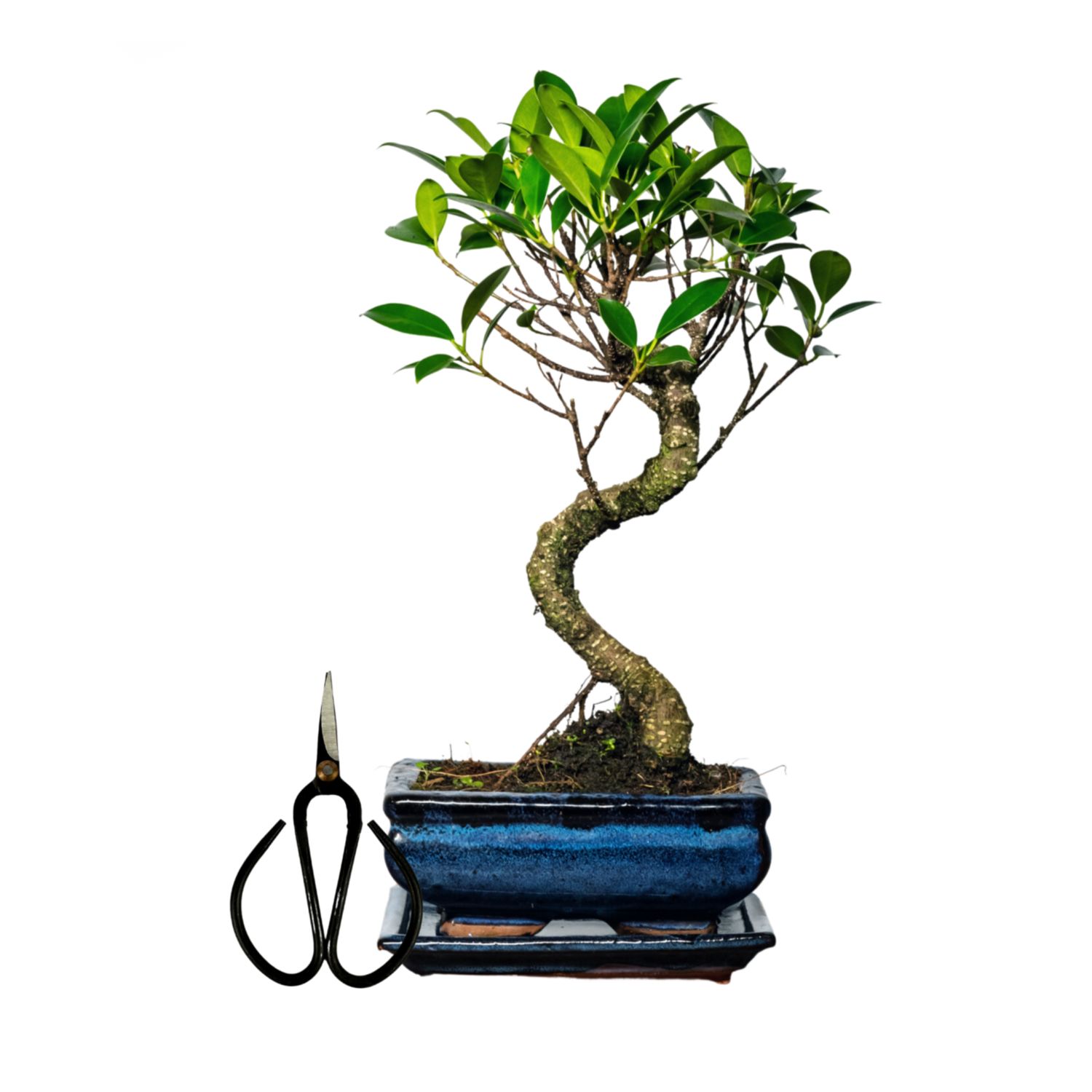 Ficus Bonsai P15 S + Schere