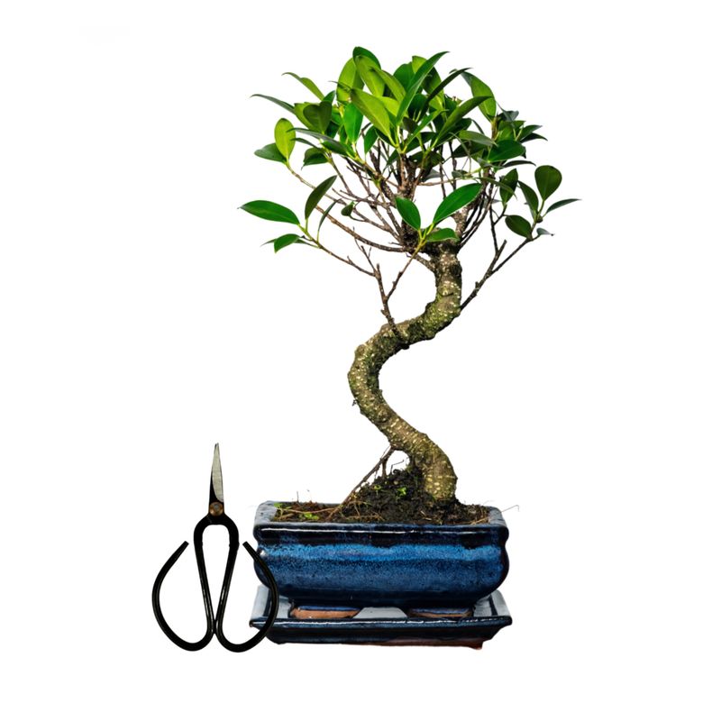 Ficus Bonsai P15 S + Schere