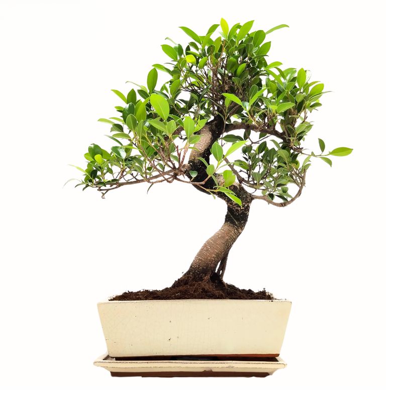 Ficus Bonsai P25 S Pure Grau