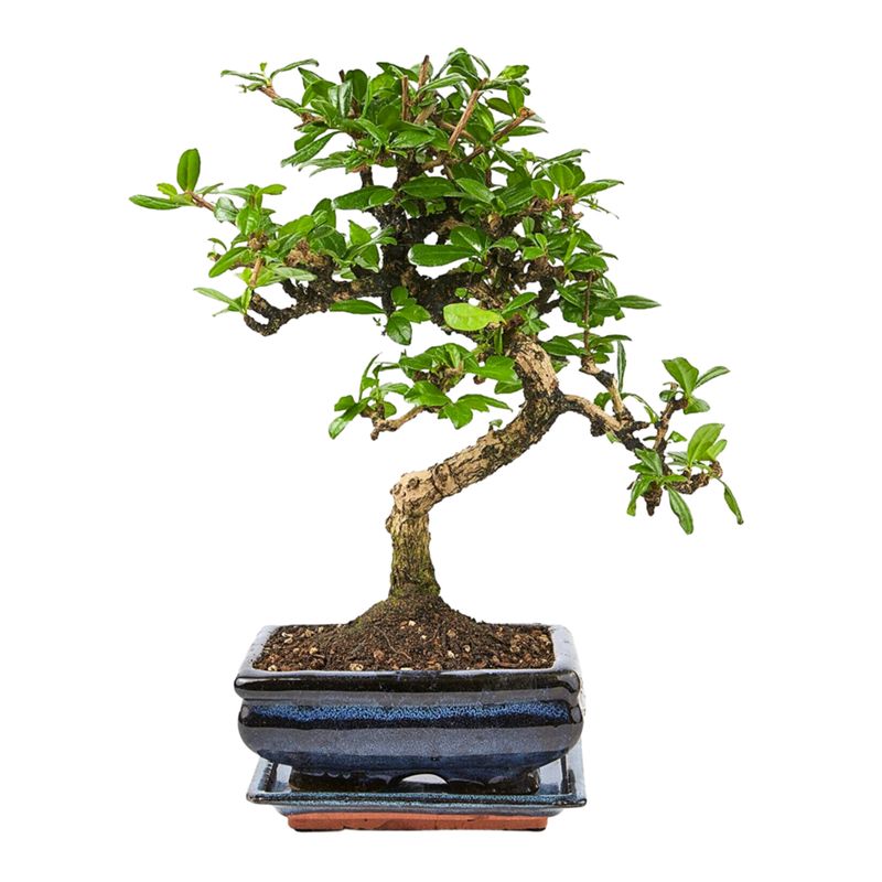Fukien Teebaum Bonsai P15 S ( Carmona baum )