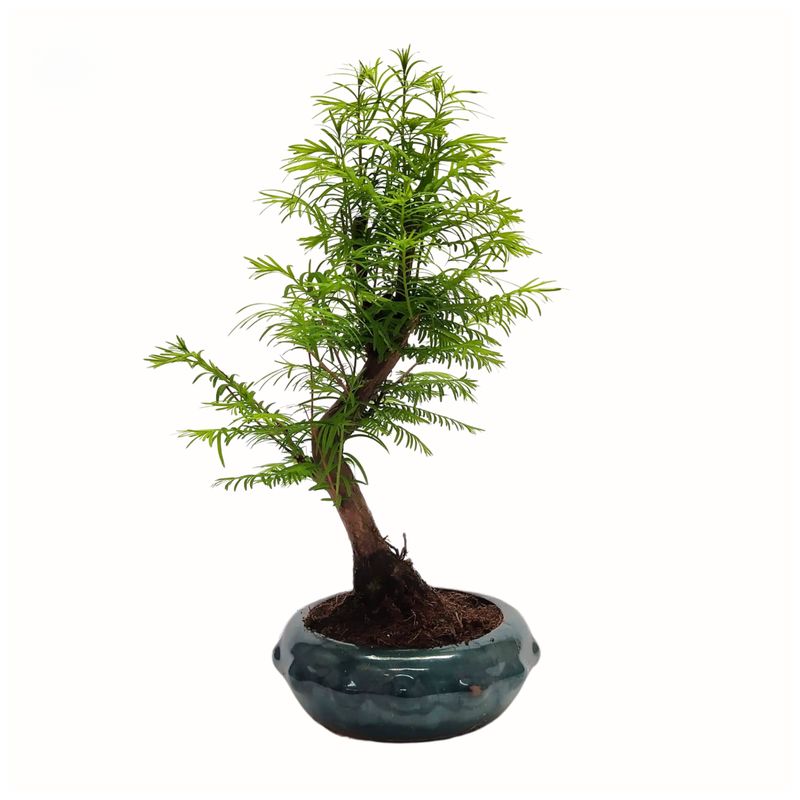 Metasequoia Bonsai  20 cm topf