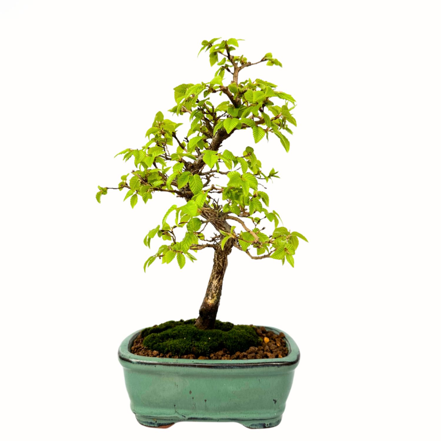 Koreanische Hainbuche (Hornbeam) Carpinus P15.5