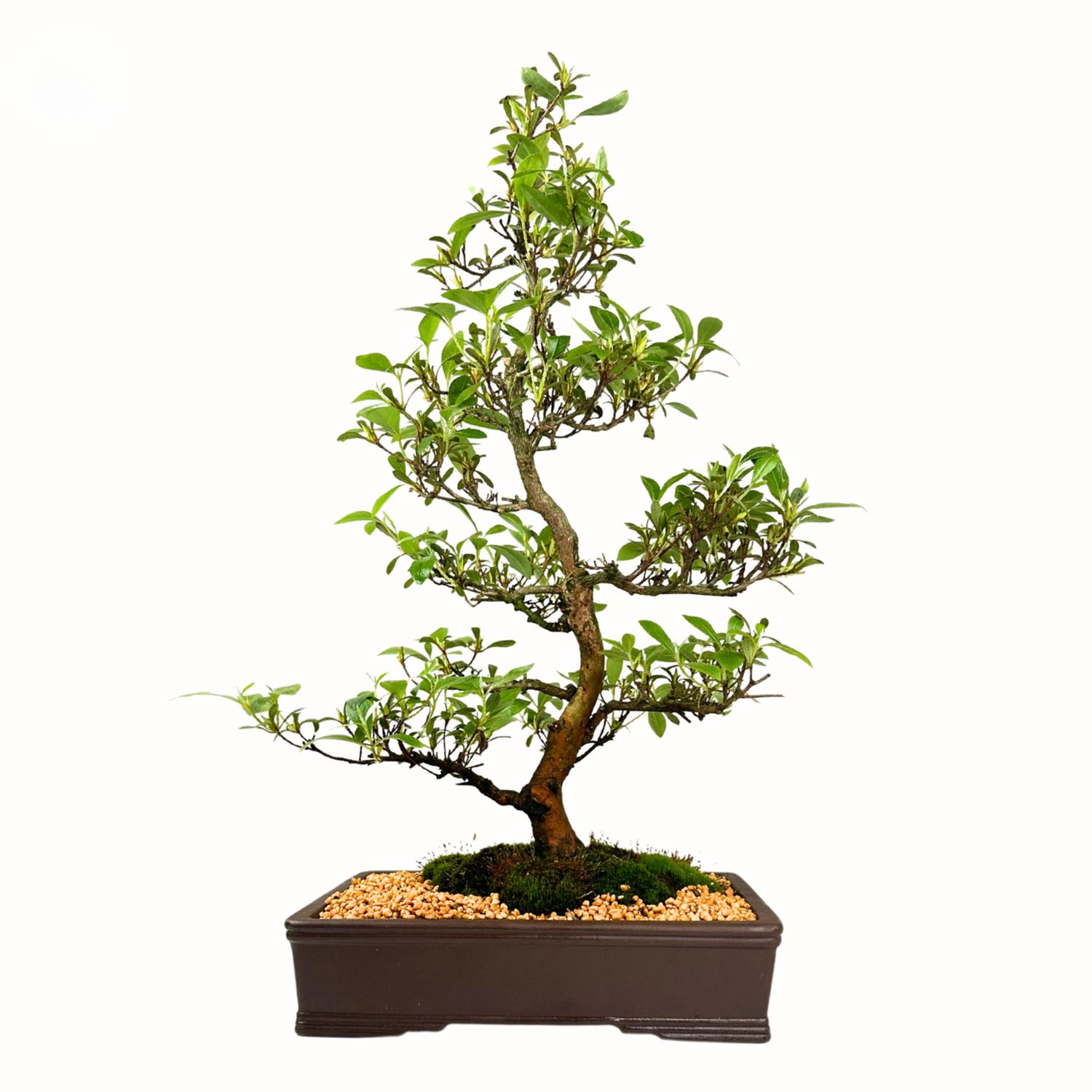 Satsuki Azalea Nanbanishiki (2)