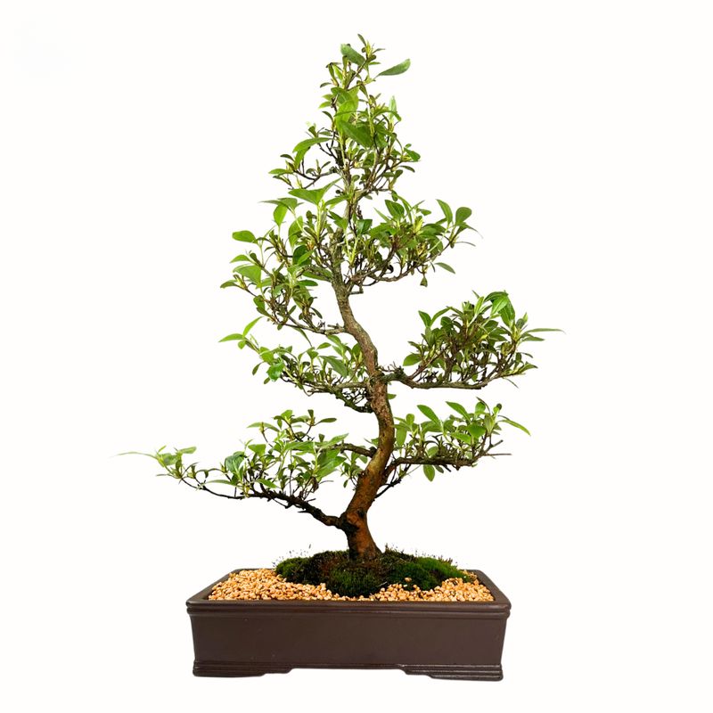 Satsuki Azalea Nanbanishiki (2)