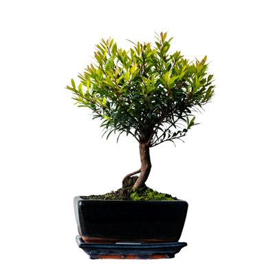 Syzygium Bonsai P15