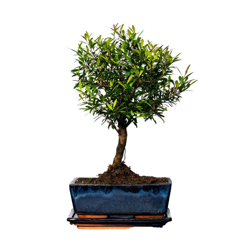 Syzygium Bonsai P20
