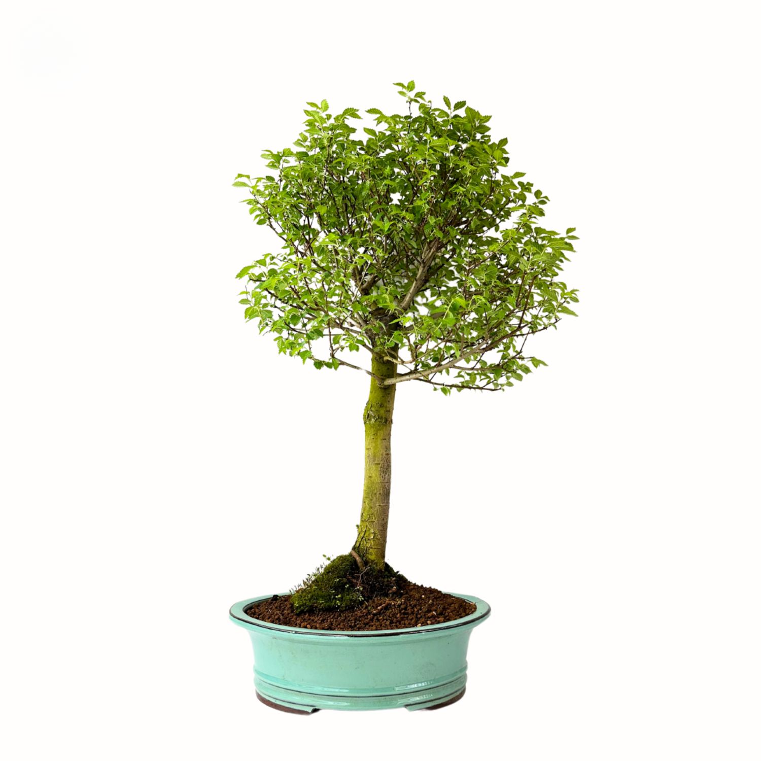 Zelkova Nire Bonsai P29