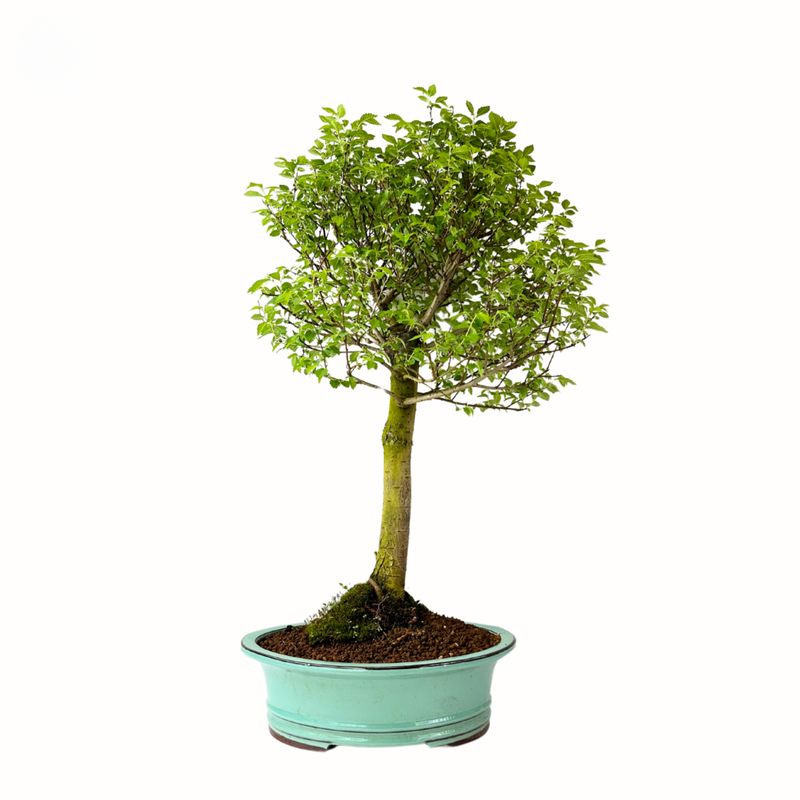 Zelkova Nire Bonsai P29