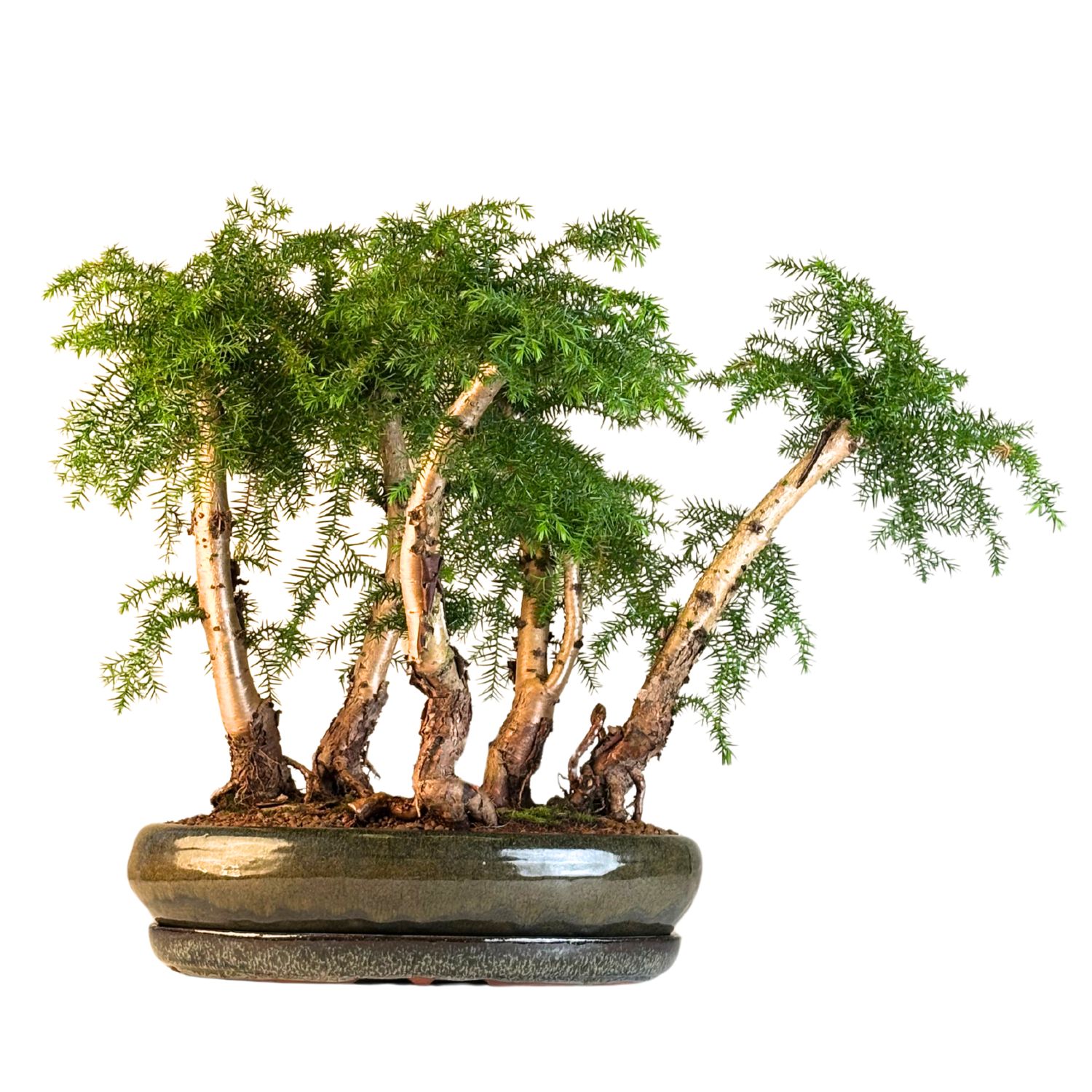 Araucaria Cunninghsmii x5 wald P40