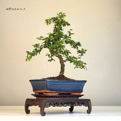 Fukien Teebaum Bonsai P25 S (Carmona baum)