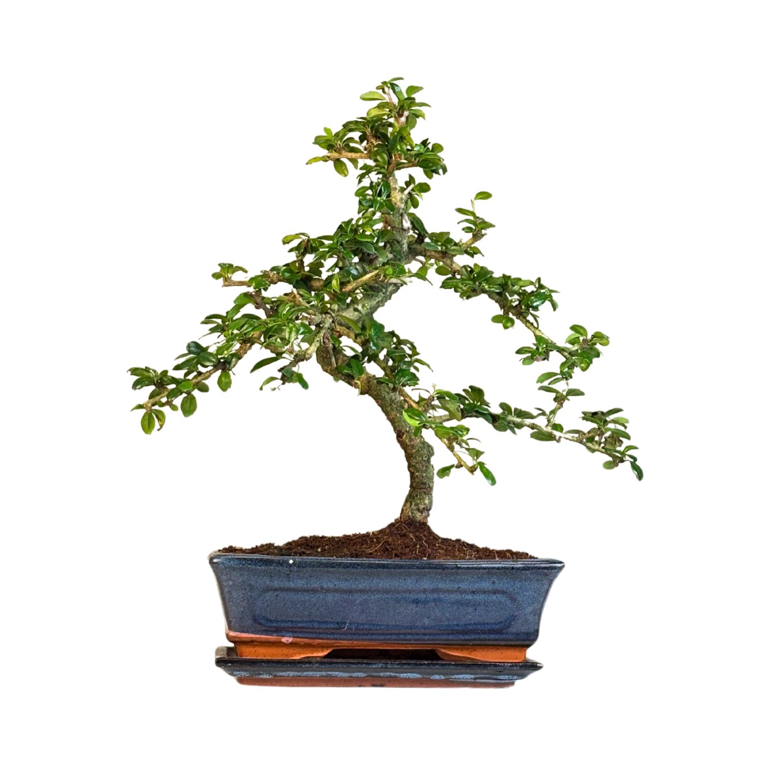 Fukien Teebaum Bonsai P25 S (Carmona baum)
