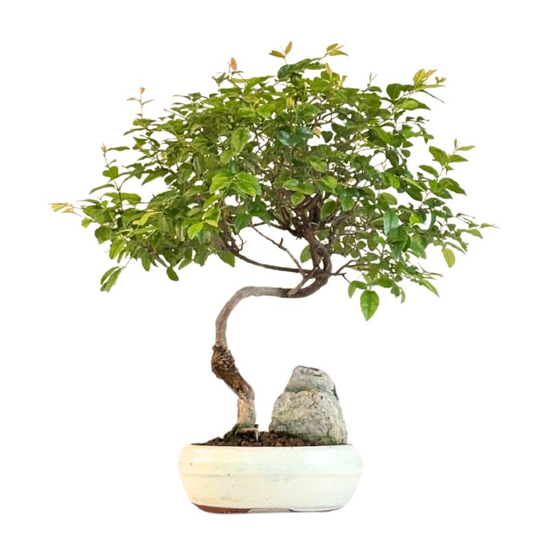 Sageretia Theezans (Chinesische Pflaume) mit einem Felsen P15