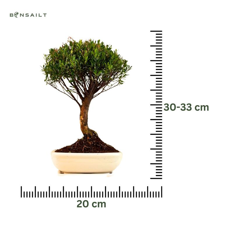 Syzygium Bonsai P20