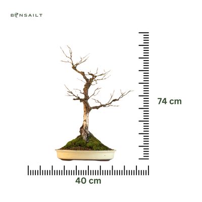 Bonsai Birke (Betula) P40 Exklusiv