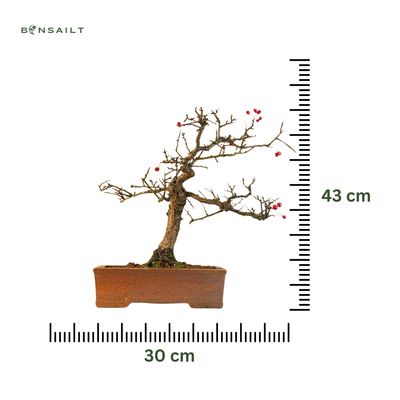 Bonsai Weißdorn (Crataegus) P30