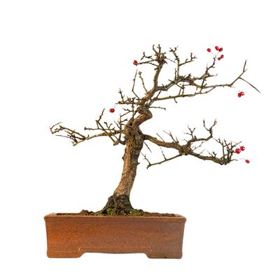 Bonsai Weißdorn (Crataegus) P30