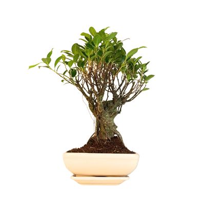 Ficus Bonsai P20