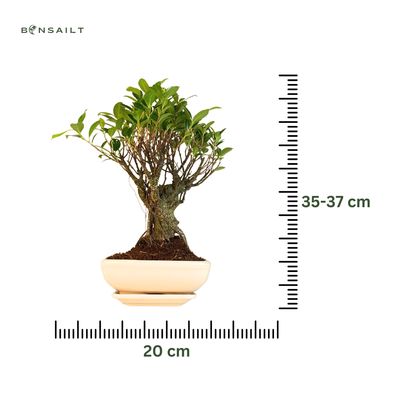 Ficus Bonsai P20