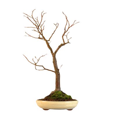 Bonsai Linde (Tilia)