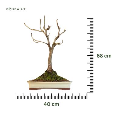 ​Bonsai Kasztan (Aesculus)