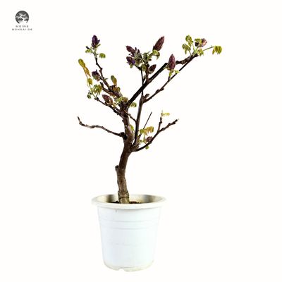Jap. Blauregen bonsai - Wisteria Floribunda bonsai baum - Glyzinien-Bonsai-Baum (P15)