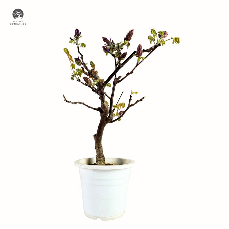 Jap. Blauregen bonsai - Wisteria Floribunda bonsai baum - Glyzinien-Bonsai-Baum (P15)