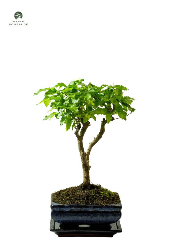 Ligustrum Bonsai P15