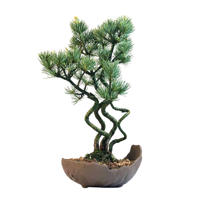 Japanischer Weißkiefer Bonsai-Wald – Pinus parviflora