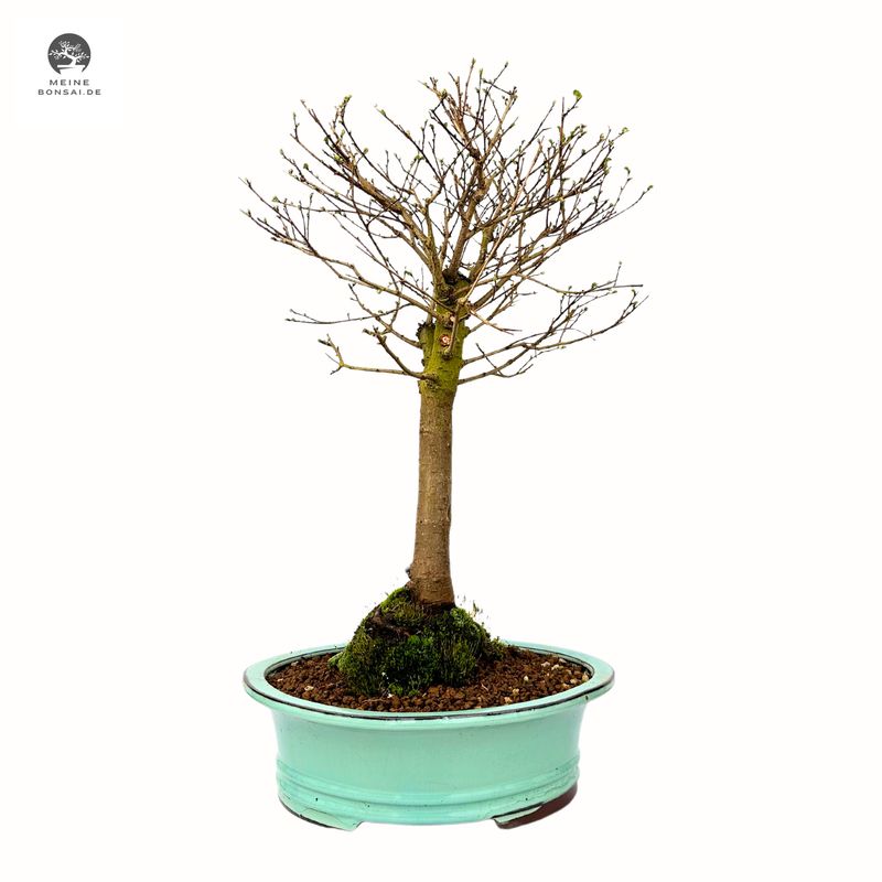 Zelkova Nire Bonsai P29