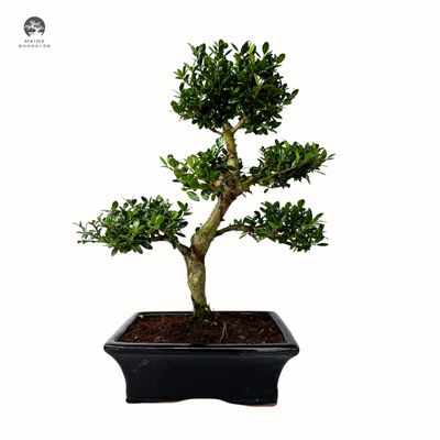 Ilex Crenata P20 S Japanische Stechpalme