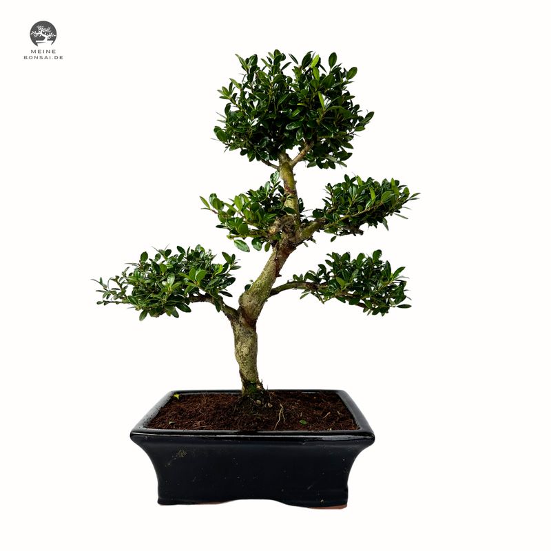 Ilex Crenata P20 S Japanische Stechpalme