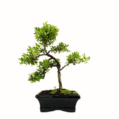 Ilex Crenata P15 S Japanische Stechpalme